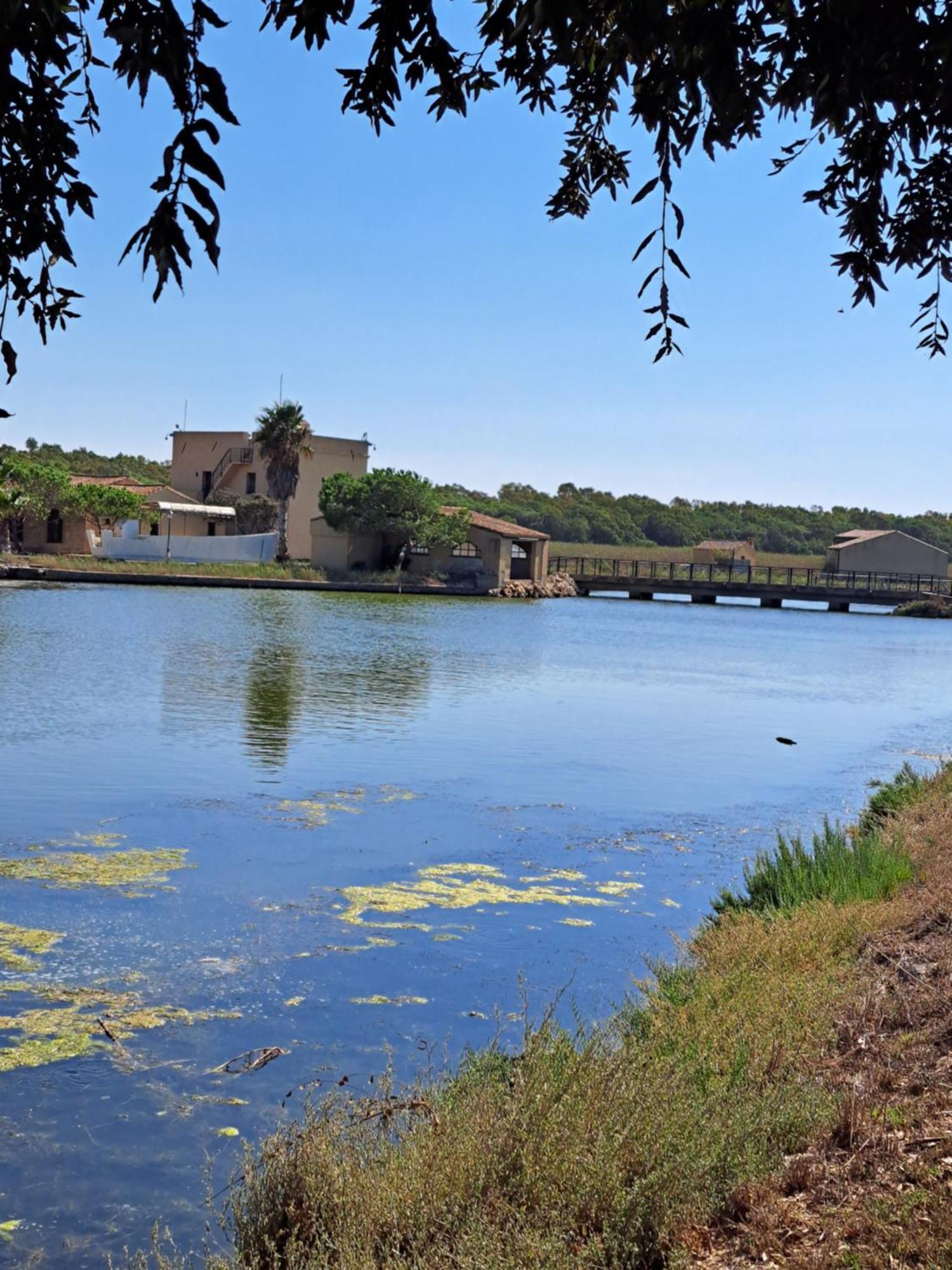L'alga